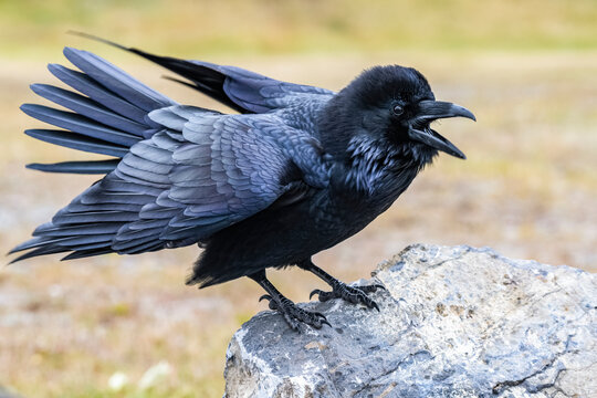 Close up of a squawking Common Raven (Corvus corax) with partially outstretched wings, perched on a rock in Banff National Park; Alberta, Canada