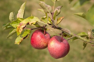 apples on tree