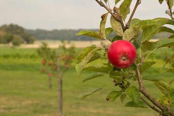 red apples on a tree
