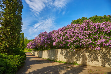 Lilac alley leading to Vydubichi monastery in Hryshko National Botanical Garden with Left bank view, Kiyv