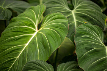 Tropical philodendron melanochrysum green plant - obrazy, fototapety, plakaty