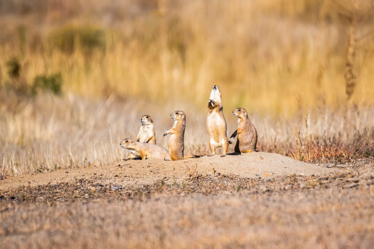 Black-tailed Prairie Dogs, Rocky Mountain Arsenal National Wildlife Refuge, Colorado, USA
