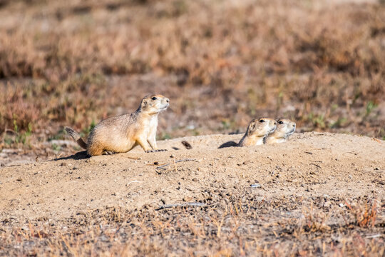 Three Black-tailed Prairie Dogs (Cynomys ludovicianus) at their burrow in the Rocky Mountain Arsenal National Wildlife Refuge, Colorado, United States of America - Powered by Adobe