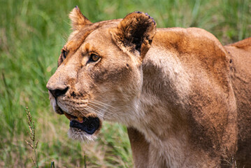 African Lion