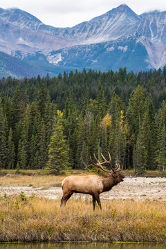 Majestic Bull Elk (Cervus canadensis) bugling during the fall rut along the Athabasca River below Pyramid Mountain in Jasper National Park; Alberta, Canada