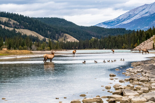 A group of Elk (Cervus canadensis) wade the Athabasca River past a group of Canada Geese (Branta canadensis) in Jasper National Park; Alberta, Canada
