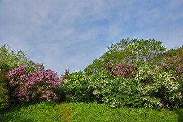 Obraz premium delightful lilac alley in the botanical garden.