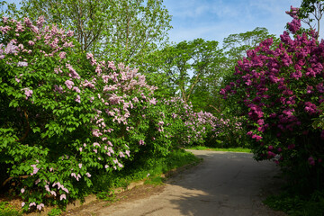 Lilac alley leading to Vydubichi monastery in Hryshko National Botanical Garden with Left bank view, Kiyv