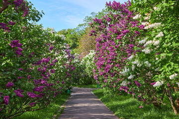 Fototapeta na wymiar delightful lilac alley in the botanical garden.