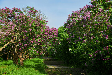 Fototapeta na wymiar sunny day in lilac alley in a botanical garden