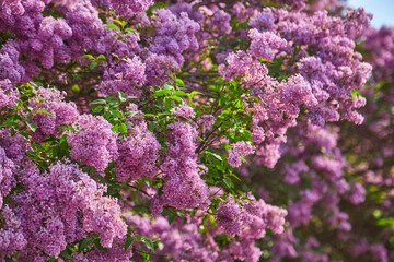 Obraz premium beautiful lilac flowers branch on a green background, natural spring background, soft selective focus.