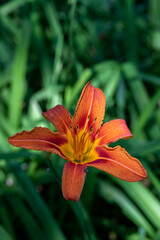 Beautiful day lilies with blurred background growing a garden in rural Minnesota, USA
