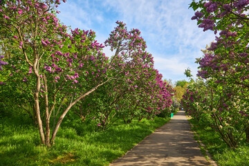 Lilac alley leading to Vydubichi monastery in Hryshko National Botanical Garden with Left bank view, Kiyv