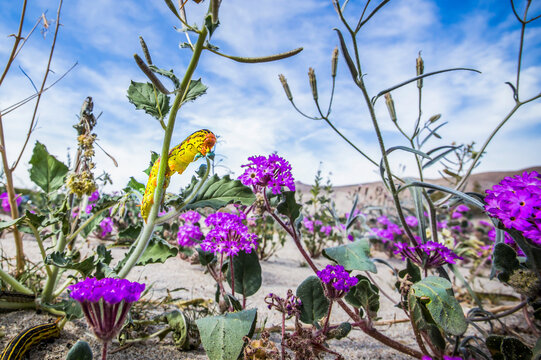 Exploring the 'Super Bloom' at Anza-Borrego Desert Park, in Borrego, California. Caterpillars come to life during the desert super bloom; Borrego Springs, California, United States of America