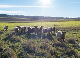 flock of sheep in the field