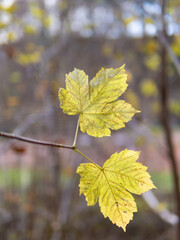 Autumn leaf in the forest