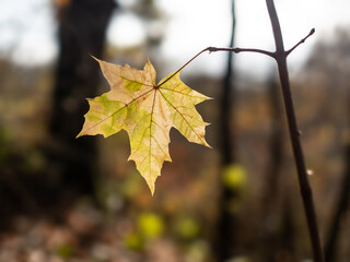 Autumn leaf in the forest