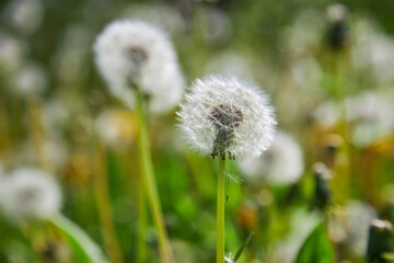 Closed Bud of a dandelion. Dandelion white flowers in green grass.
