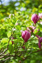 Beautiful magnolia tree. Close up magnolia flower.