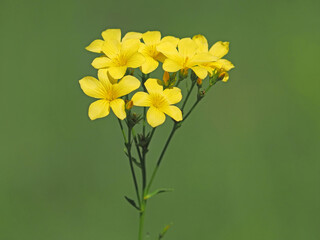 The golden or yellow flax flower, Linum flavum