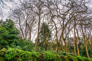 Obraz premium Nature Background. Group Of Trees. Breathing Pure Air