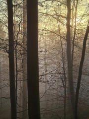 Forest in fog und  in the sunshine