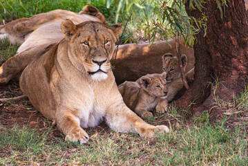 African Lion