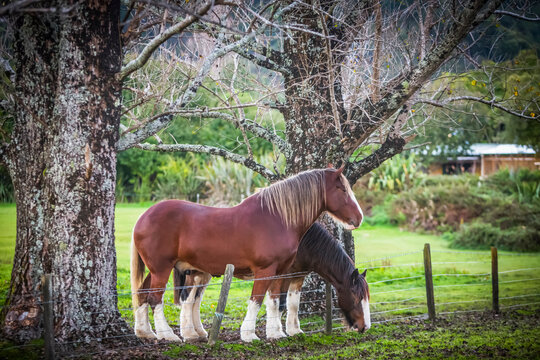 Bautiful horses enjoy their scenic location in New Zealand's Abel Tasman National Park; Tasman, New Zealand