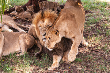 African Lion