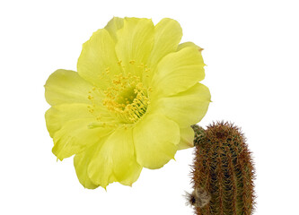 Yellow Flower of Cactus Lobivia Chrisanta, (Latin), Close-Up. Isolated On White Background