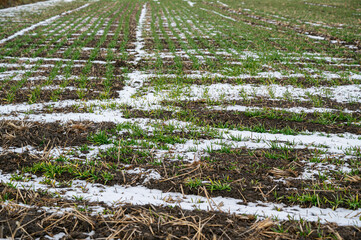 雪が降った日の麦畑