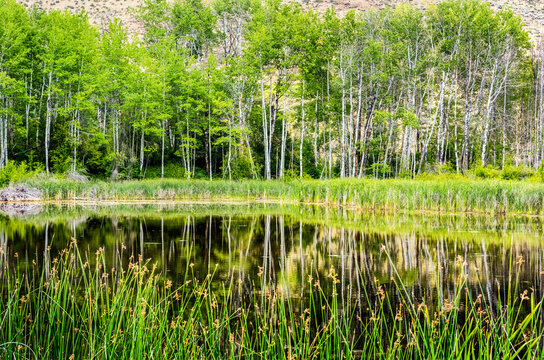 Reflections of birch trees on a calm pond near the town of Winthrip in Eastern Washington; Winthrip, Washington, United States of America