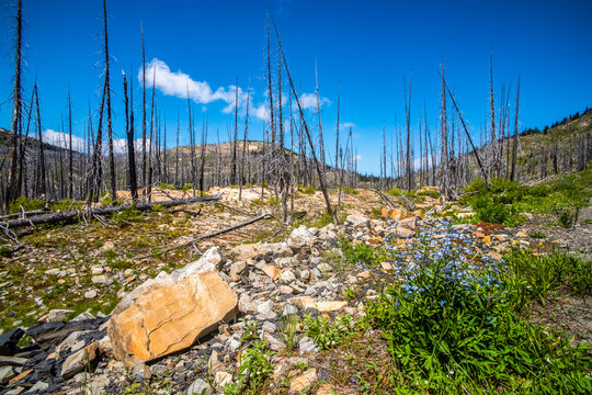 Forest recovery after the 2017 Diamond Creek Forest Fire, Washington, USA