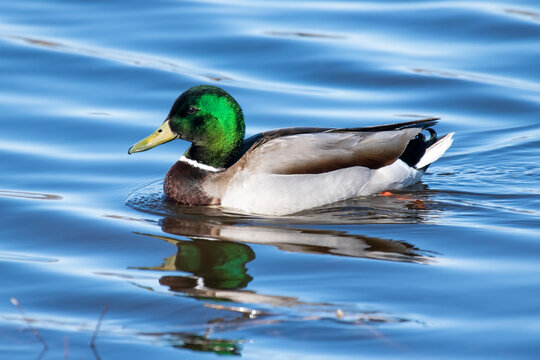 Brightly coloured drake Mallard (Anas platyrhynchos) at Creamer's Field Migratory Waterfowl Refuge; Fairbanks, Alaska, United States of America