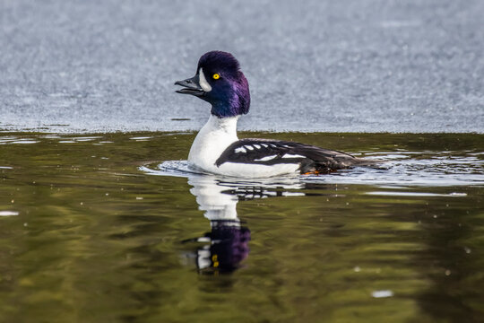 Drake Barrow's Goldeneye (Bucephala islandica) in breeding plumage swimming in an icy pond in Denali National Park and Preserve; Alaska, United States of America