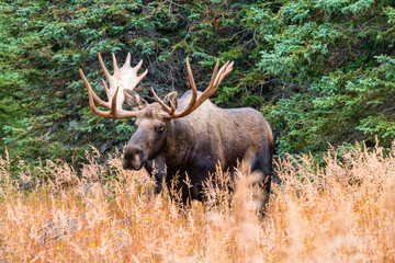 Large Bull Moose (Alces alces) in Chugach State Park during the fall near Anchorage, Alaska; Alaska, United States of America