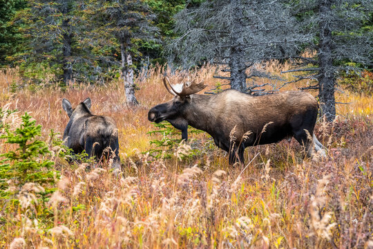 Bull Moose (Alces alces) courting a cow during the fall rut in Chugach State Park during the fall near Anchorage, Alaska; Alaska, United States of America