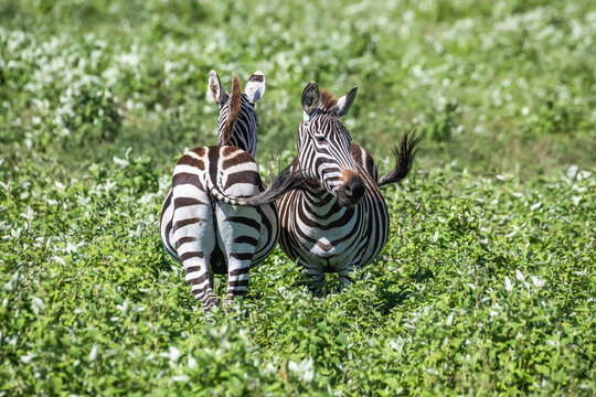 Pair of Common Zebras (Equus quagga) stand side by side using their tails to switch flies off each other at Ndutu in the Ngorongoro Conservation Area; Tanzania