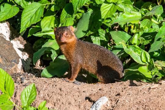 Dwarf Mongoose (Helogale parvula) at Lake Manyara National Park; Tanzania