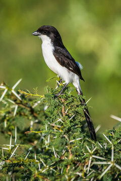 Cabanisi Bilder Durchsuchen 42 Archivfotos, und Videos