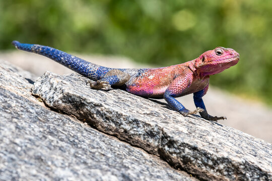 Brightly colored Mwanze Flat-headed Rock Agama (Agama mwanzae), also called Spider Man Agama, on a rock at Naabi Hill; Serengeti National Park, Tanzania