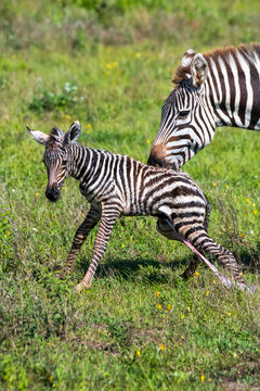 Female Common Zebra (Equus quagga) nuzzles newborn foal with placenta still attached as it struggles to its feet in the Ndutu area of the Ngorongoro Conservation Area; Tanzania