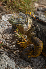 Iguana terrestre en lava