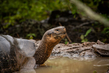 Tortuga Gigante de Galápagos en Naturaleza