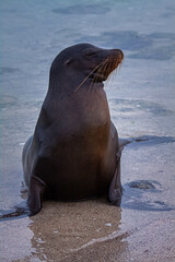 León marino en la playa 
