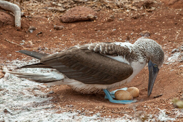 Piquero de patas azules de Galápagos cuidando sus huevos