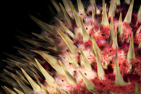 Macro detail of Crown-of-Thorns Starfish (Acanthaster planci); Maui, Hawaii, United States of America