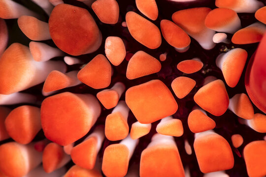 Macro detail of a Red Slate Pencil Sea Urchin (Heterocentrotus mamillatus); Maui, Hawaii, United States of America