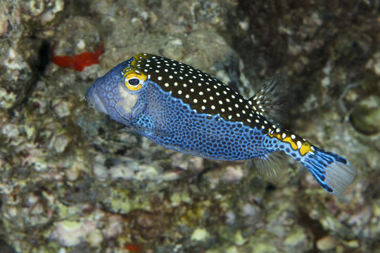 Spotted boxfish (Ostracion meleagris), also known as white-spotted boxfish; Maui, Hawaii, United States of America
