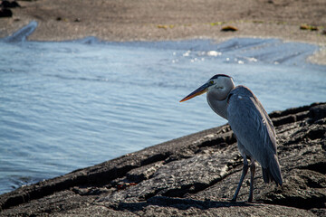 Garza Azul en Isla Fernandina Galápagos